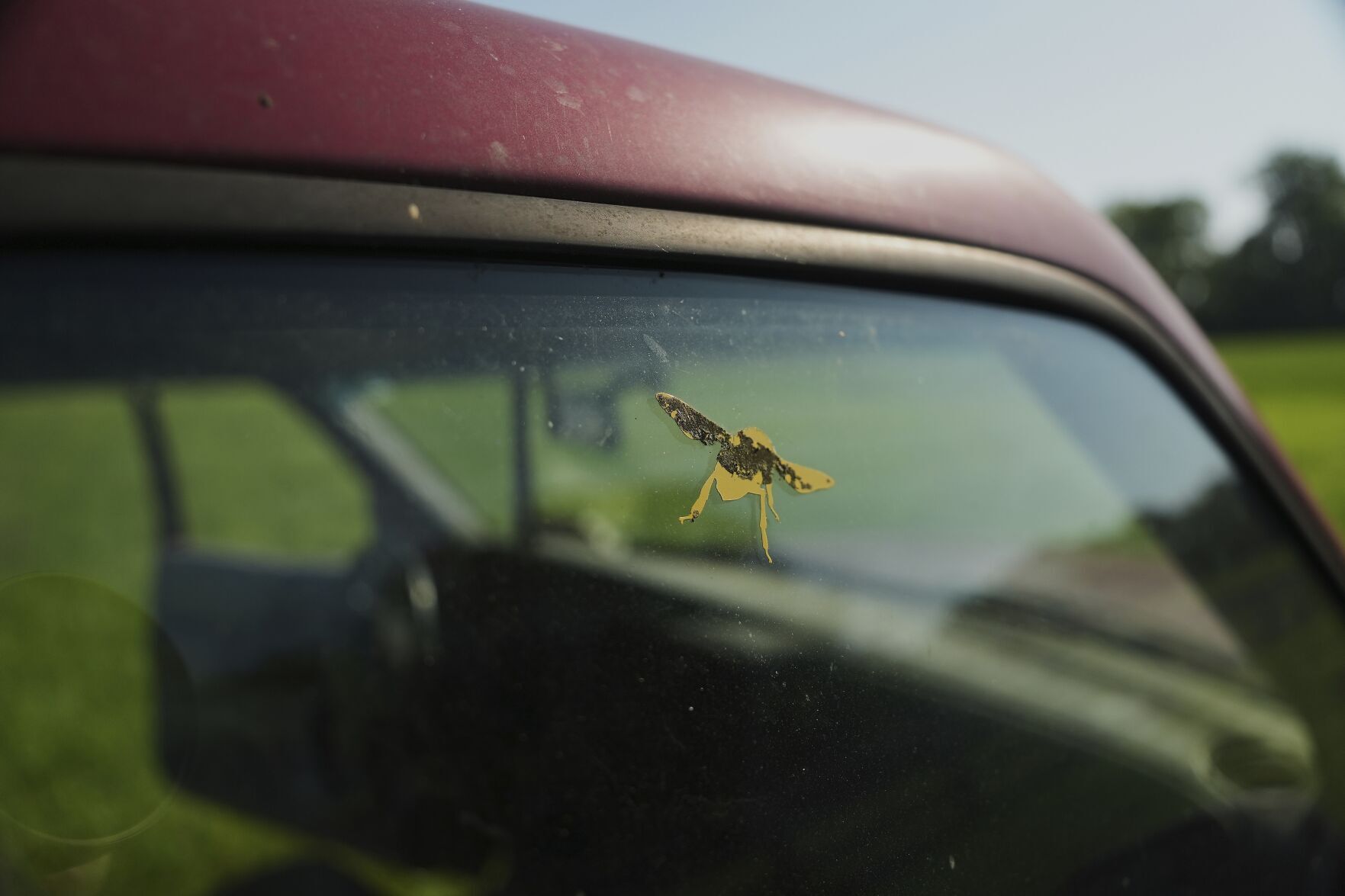 Climate Heat Bees